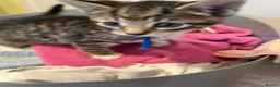 Mixed Breed cats for sale: Kitten  - Advert 15