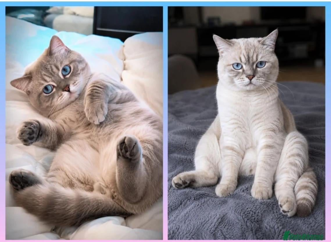 British Shorthair cats 3 British Shorthair Kittens  - Advert 2