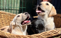 Labrador Retriever dogs for sale: Labrador Pups Chunky traditional type 1 girl left in Barrow-upon-Humber - Image 25