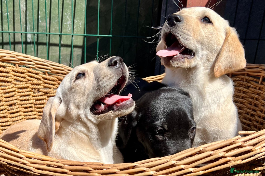 Labrador Retriever dogs for sale: Labrador Pups Chunky traditional type 1 girl left in Barrow-upon-Humber - Image 25