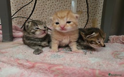 Mixed Breed cats for sale: Kittens  - Image 5