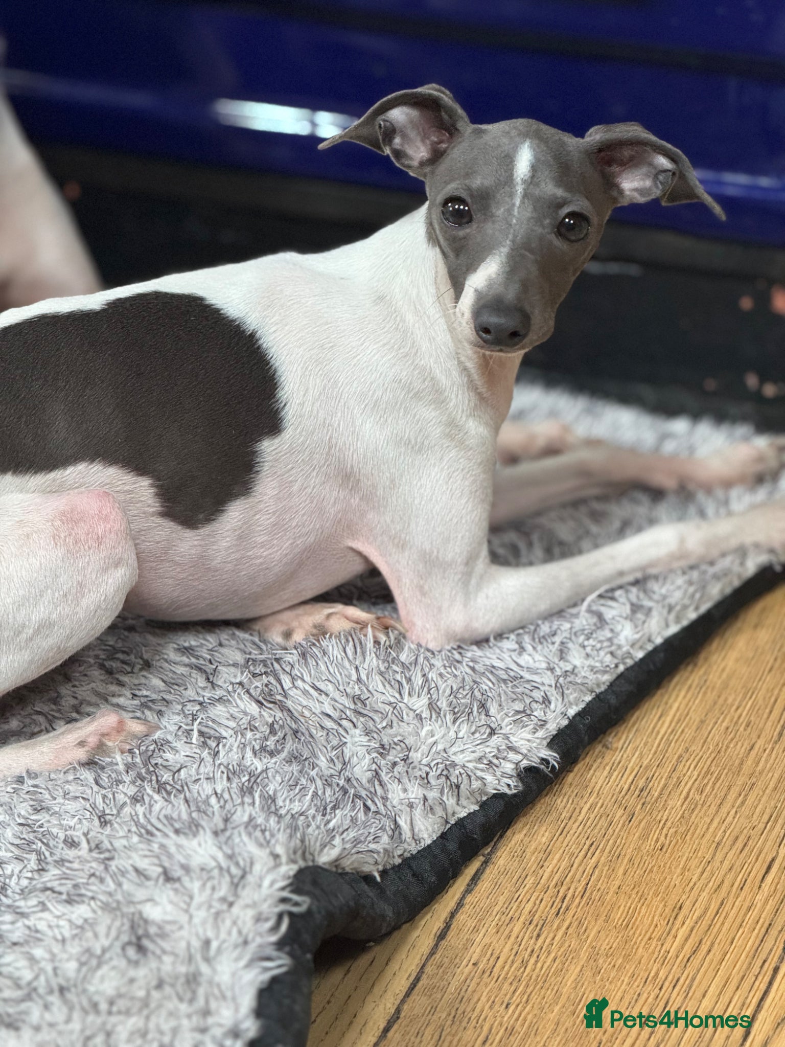 Italian Greyhound dogs Outstanding FEMALE LEFT REDUCED  - Advert 1