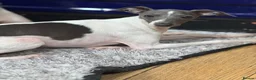 Italian Greyhound dogs for sale: Outstanding FEMALE LEFT REDUCED  - Advert 1