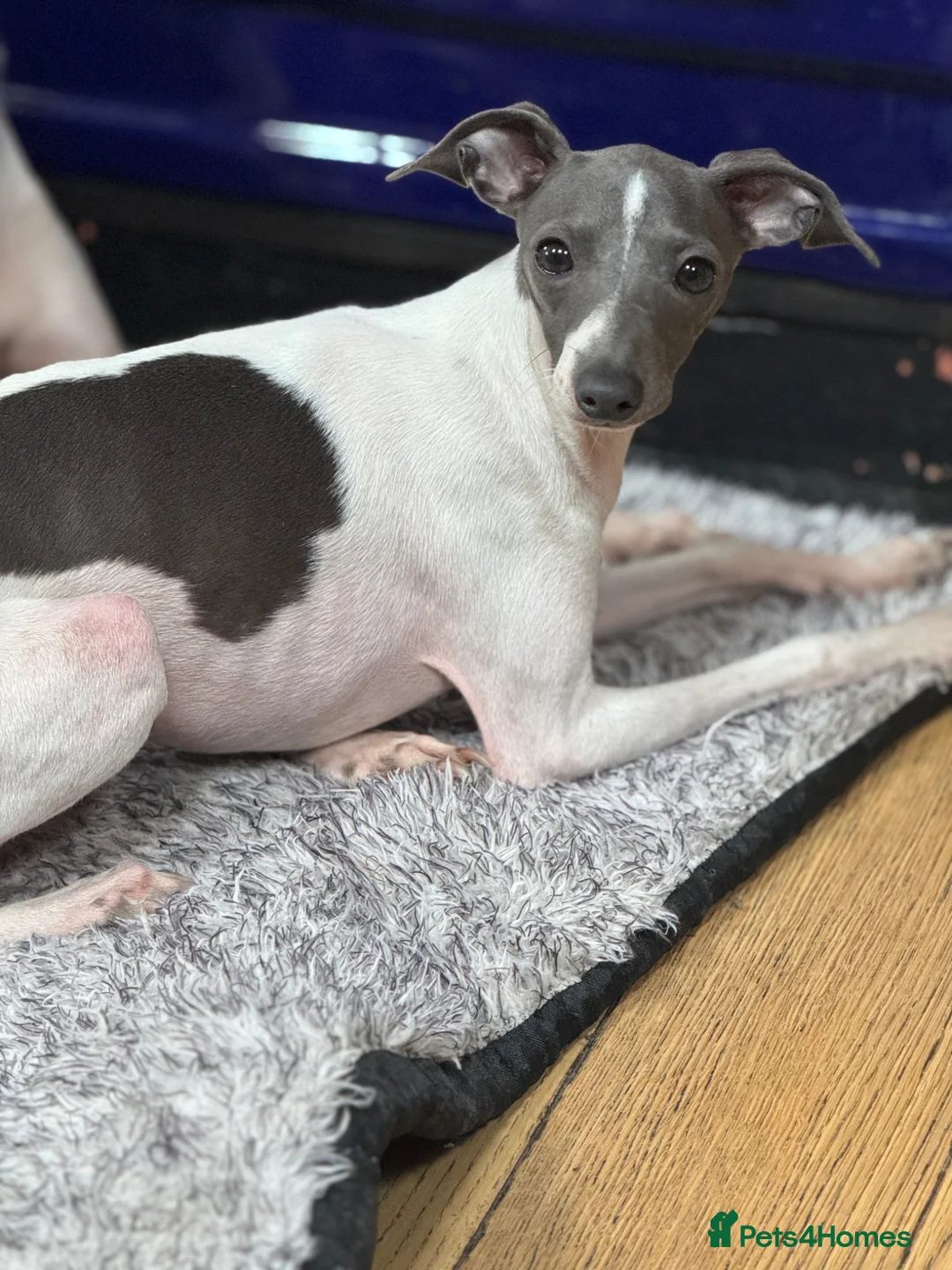 Italian Greyhound dogs for sale: Outstanding FEMALE LEFT REDUCED  - Advert 1