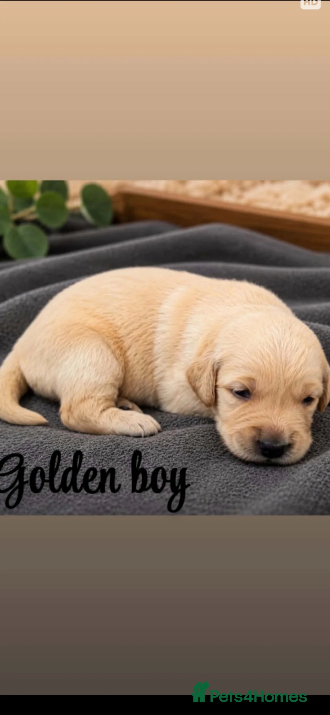 Golden Retriever dogs for sale: Golden retriver  puppy's  in Chester-le-Street - Advert 10