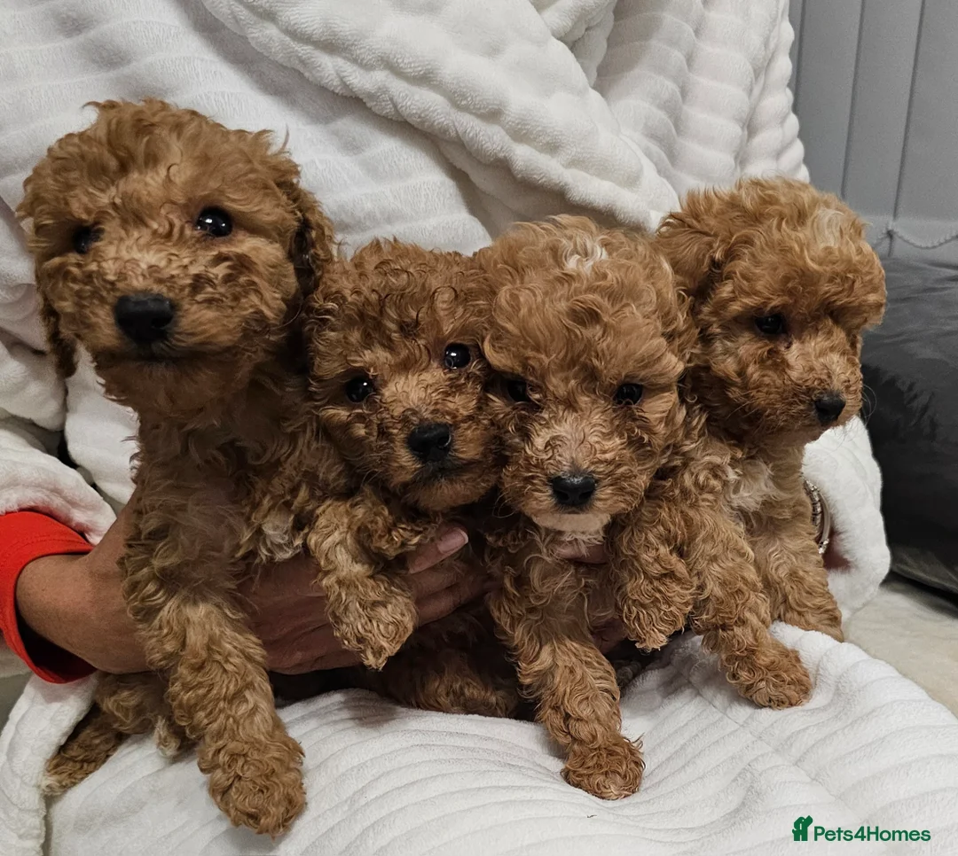 Cockapoo dogs for sale: Fox Red Toy cockerpoo puppies in Sutton-in-Ashfield - Advert 1