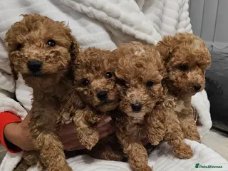 Cockapoo dogs Fox Red Toy cockerpoo puppies - Advert 1