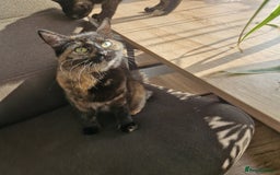 Mixed Breed cats for sale: Mixed Breed Kitten 4 - Somali female kitten for sale - Image 22