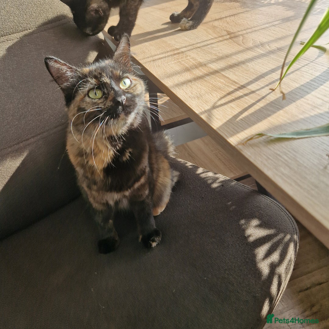 Mixed Breed cats for sale: Mixed Breed Kitten 4 - Somali female kitten for sale - Image 22
