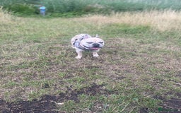 French Bulldog dogs for stud: French bulldog Merle for stud - Image 3