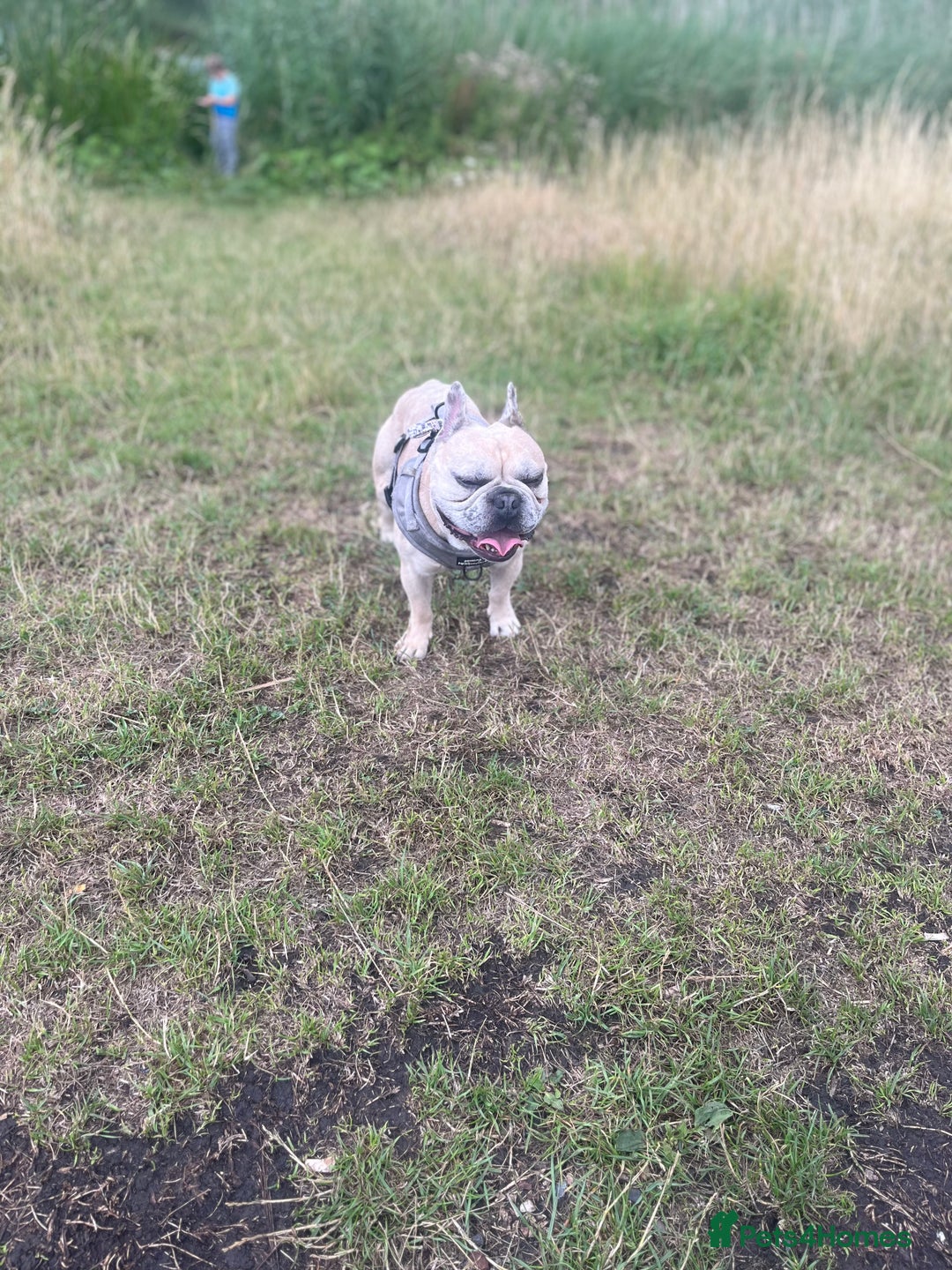 French Bulldog dogs for stud: French bulldog Merle for stud - Image 3