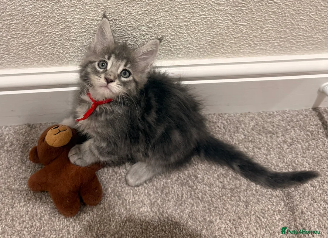 Maine Coon cats for sale: Pedigree Maine coon kittens - Advert 2