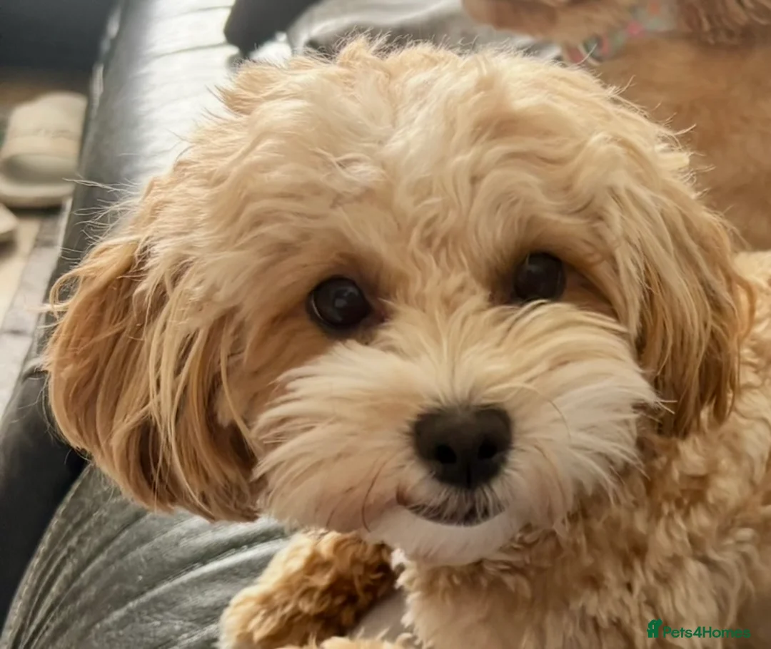 Maltipoo dogs for sale: 💞 Beautiful F1b Maltipoo puppies 💙 - Advert 2