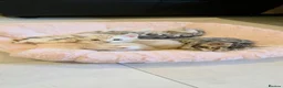 Bengal cats for sale: Pure Bengals Stunning Colour-ready for rezervation - Advert 10