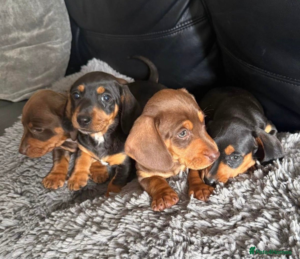 Dachshund dogs 9 Beautiful Dachshund Puppies for Sale - Advert 14