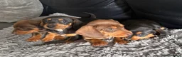 Dachshund dogs for sale: 9 Beautiful Dachshund Puppies for Sale in Pontypool - Advert 1