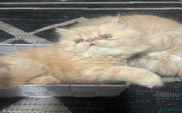 Persian cats for sale: Pedigree Persian Kittens ready to be rehomed - Image 13