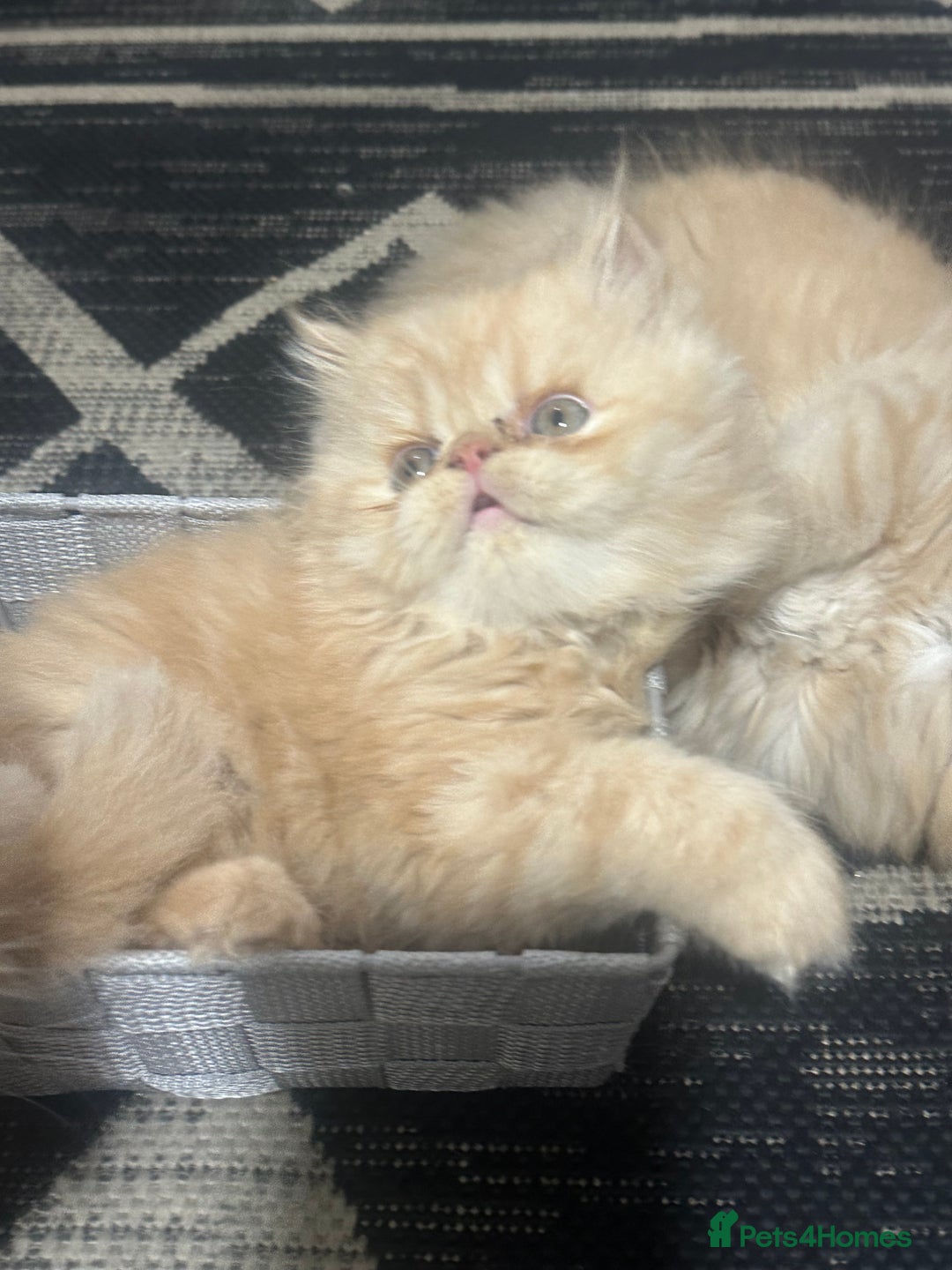 Persian cats for sale: Pedigree Persian Kittens ready to be rehomed - Image 13