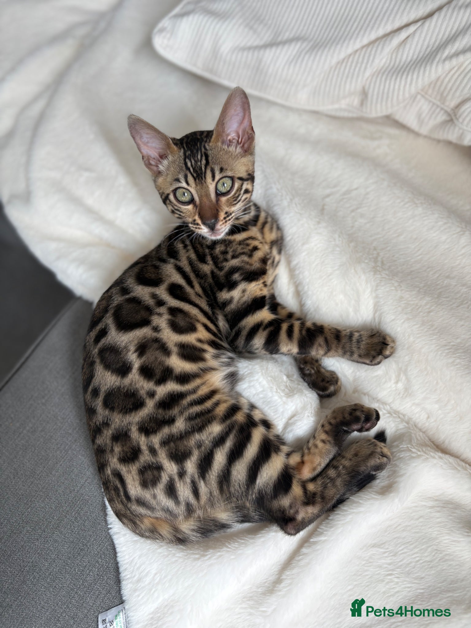 Bengal cats Rehoming Female Bengal Kitten - Advert 2