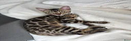 Bengal cats for sale: Rehoming Female Bengal Kitten in Sturminster Newton - Advert 1