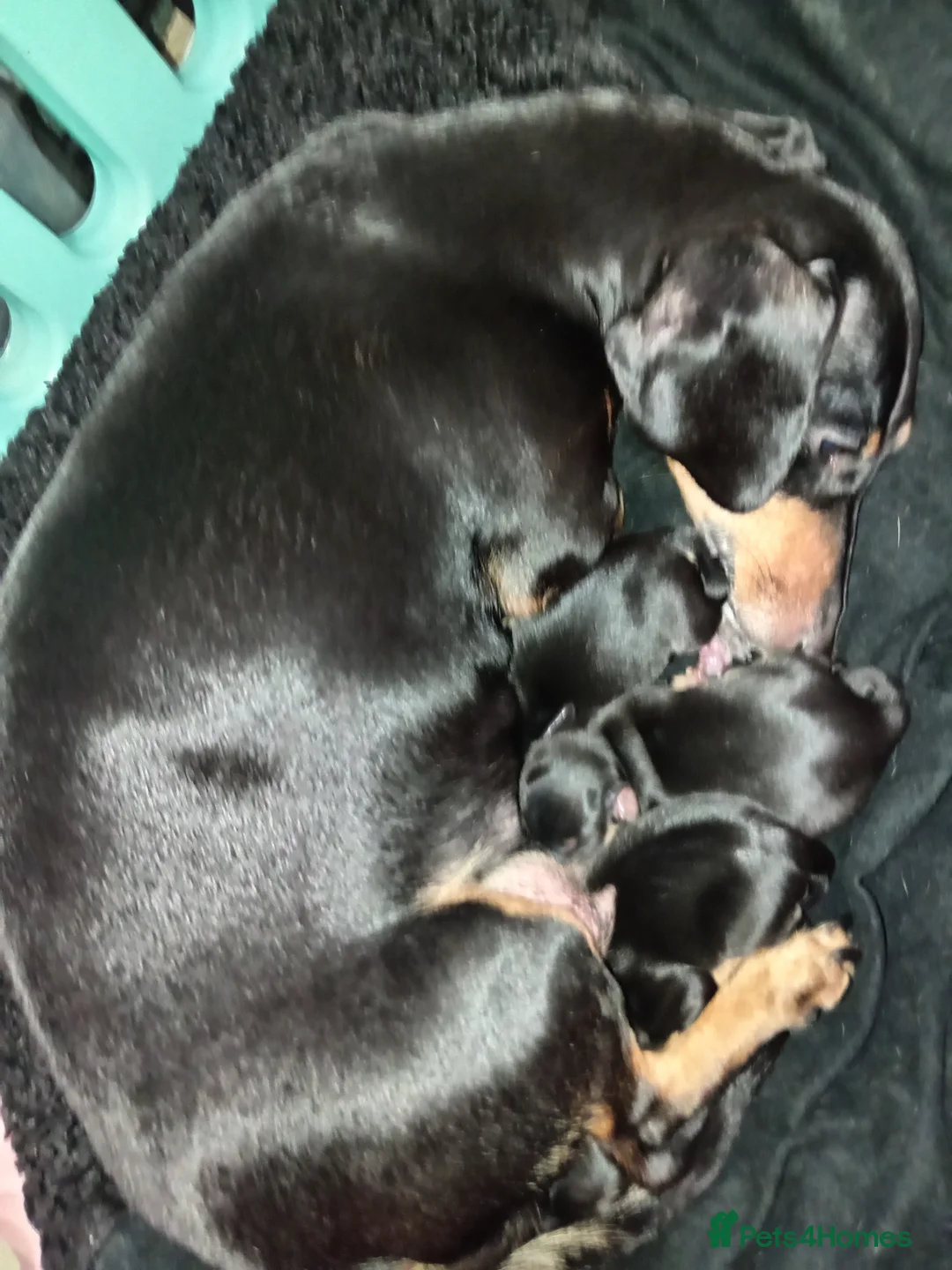 Miniature Dachshund dogs for sale: Rare brindle coat beautiful mini smooth dachshunds - Advert 11
