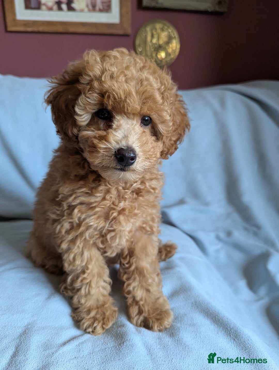 Toy Poodle dogs for sale: Tiny Red Toy Poodles Available now - Image 10