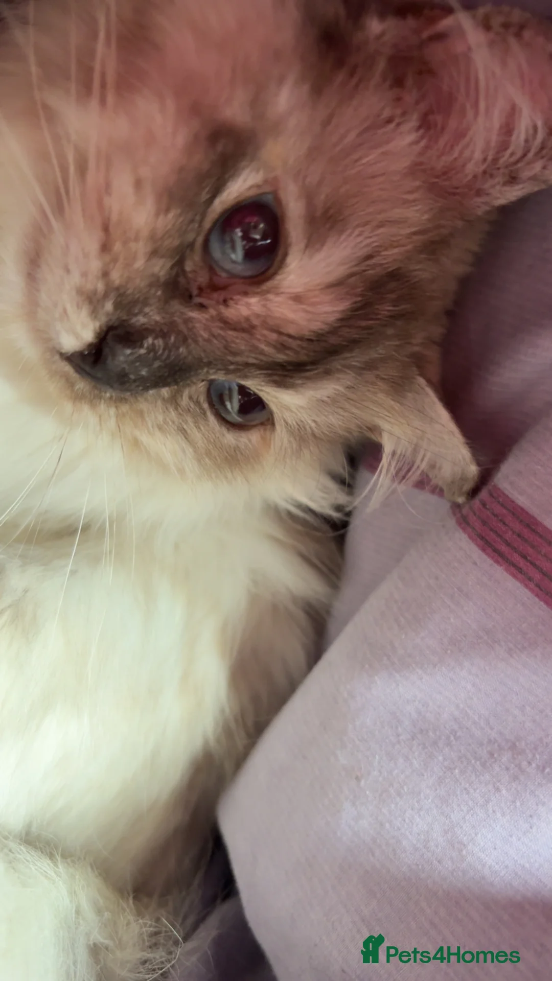 Ragdoll cats for sale: female ragdoll please read full description  - Advert 2