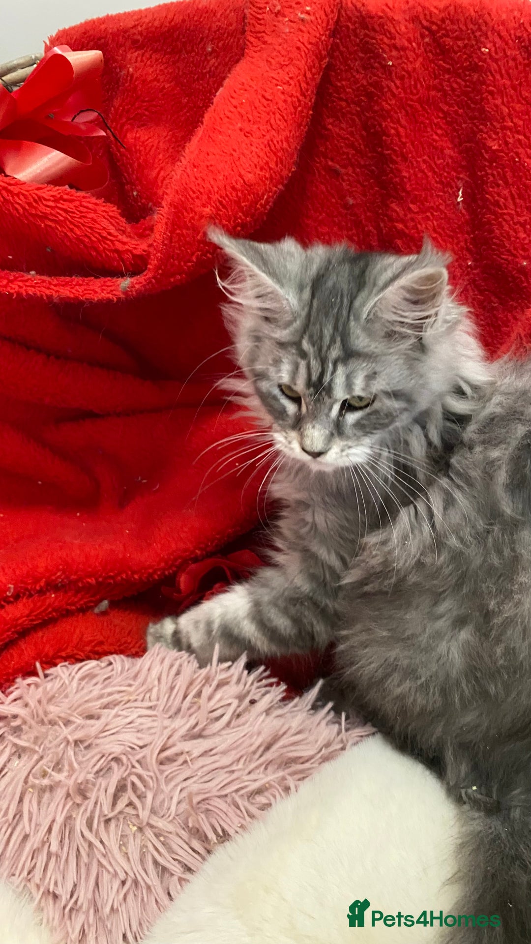 Maine Coon cats for sale: Pedigree Maine Coons - Advert 23