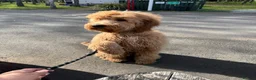 Goldendoodle dogs for sale: 8 month old Goldendoodle  - Advert 1