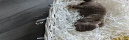 Cocker Spaniel dogs for sale: Stunning litter working cocker spaniels lemon   - Advert 6