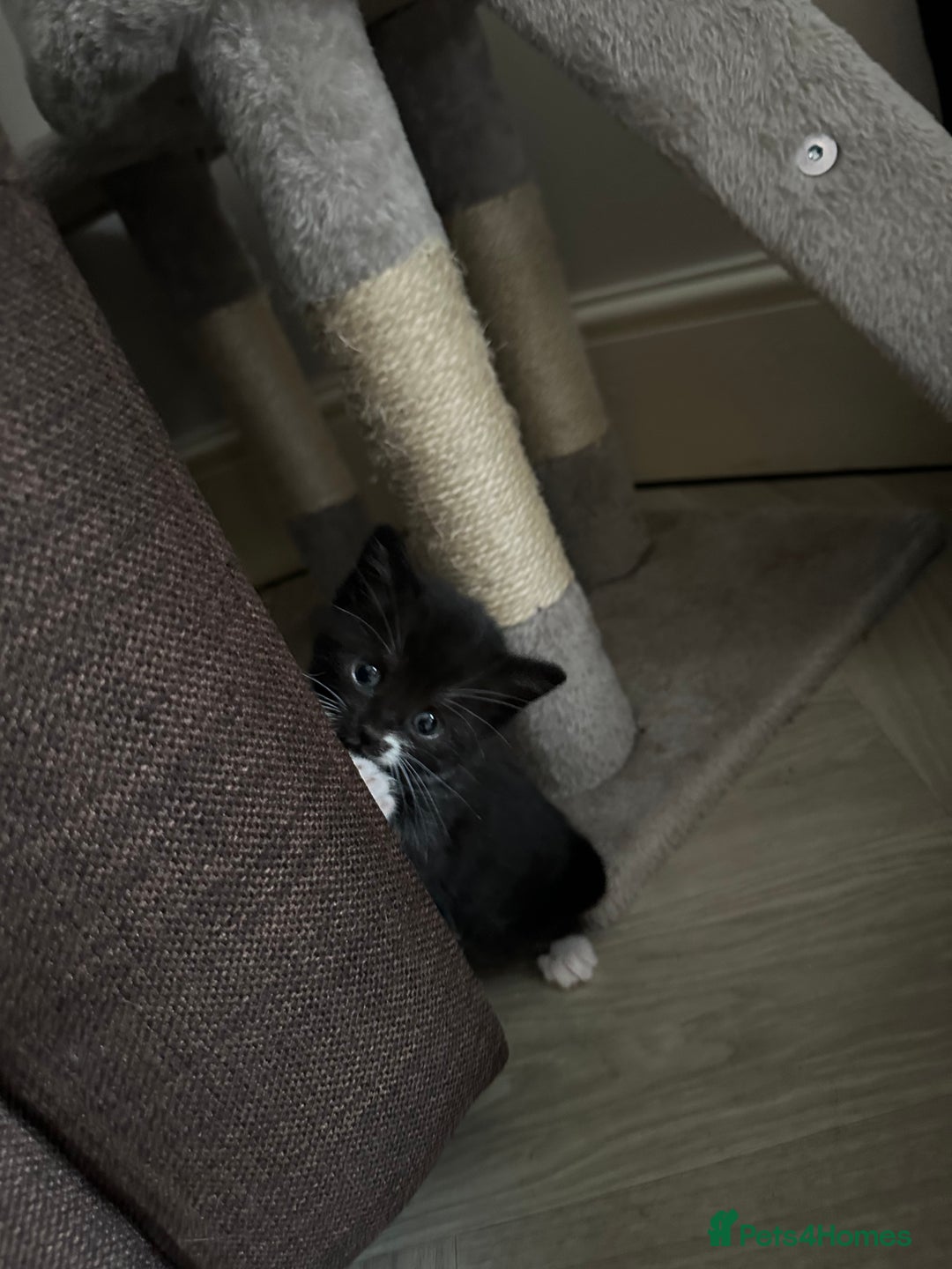 Mixed Breed cats for sale: 2 Black with a little bit of white cats (sisters) - Advert 8