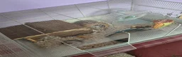 Hamster rodents for sale: Syrian hamster and full cage set up - Advert 2