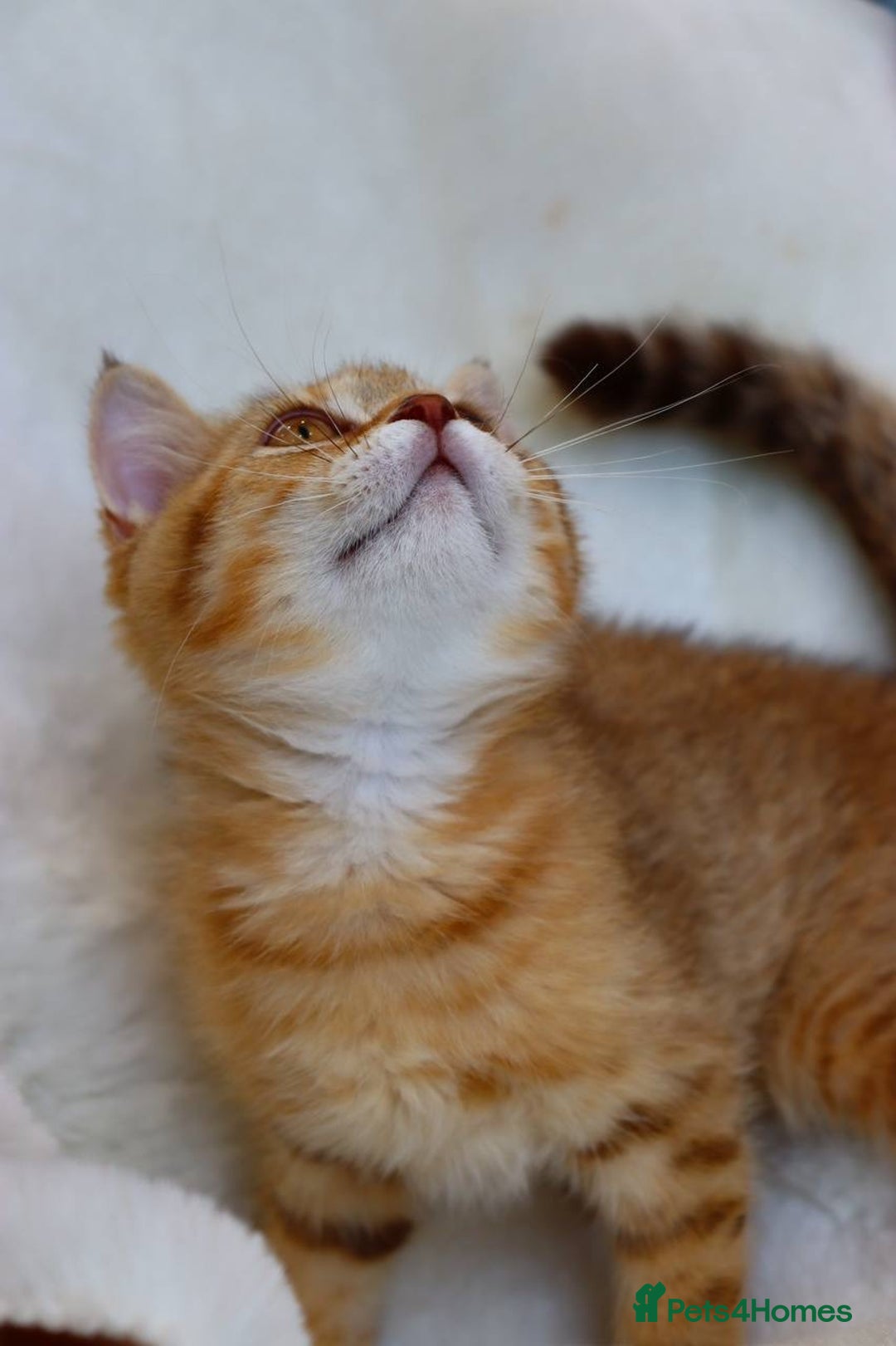Scottish Fold cats for sale: Ready TICA reg stunning kittens available  - Image 18
