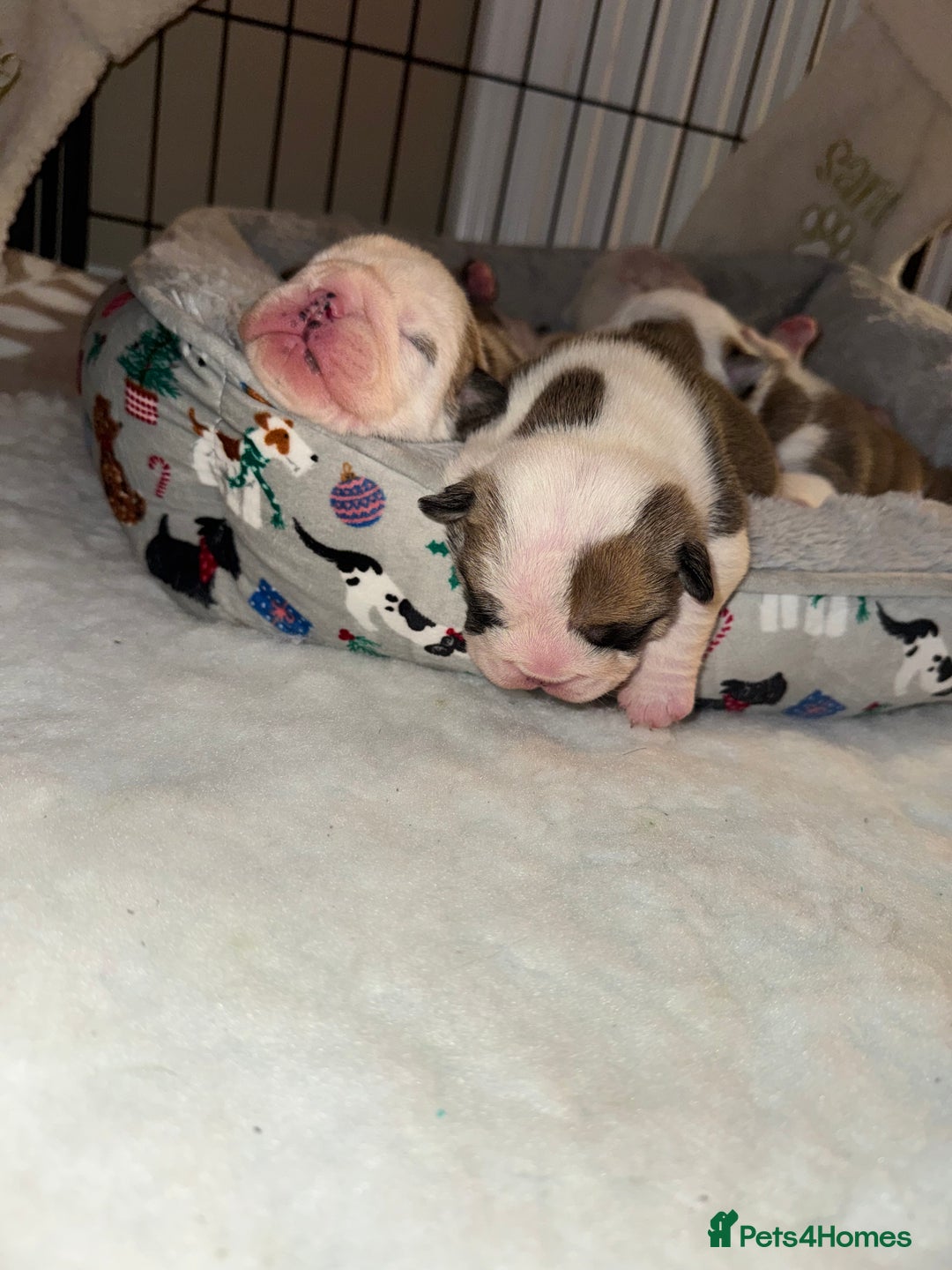 English Bulldog dogs for sale: Stunning English bulldog puppies  - Advert 23