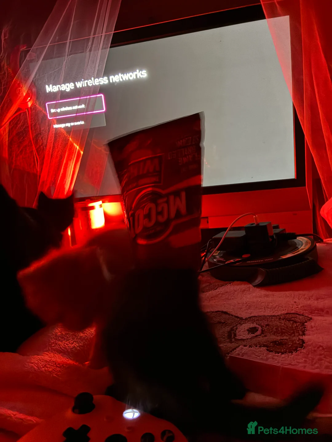 Mixed Breed cats for sale: Beautiful fluffy cuddly kittens for sale!!!  - Advert 18