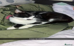 British Longhair cats for sale: Cat need rehoming due to over crowding  - Image 7