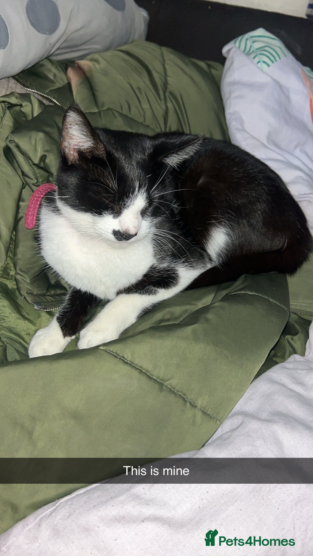 British Longhair cats for sale: Cat need rehoming due to over crowding  - Image 7