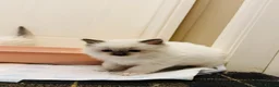 Ragdoll cats for sale: Ragdoll kittens  - Advert 7