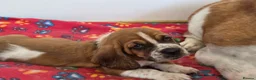 Basset Hound dogs for sale: Basset hound pups kc reg.European lines - Advert 10