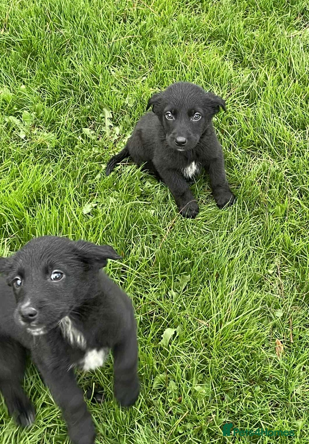 Borador dogs for sale: Vaccinated Fantastic Lab x Border Collie - Advert 7