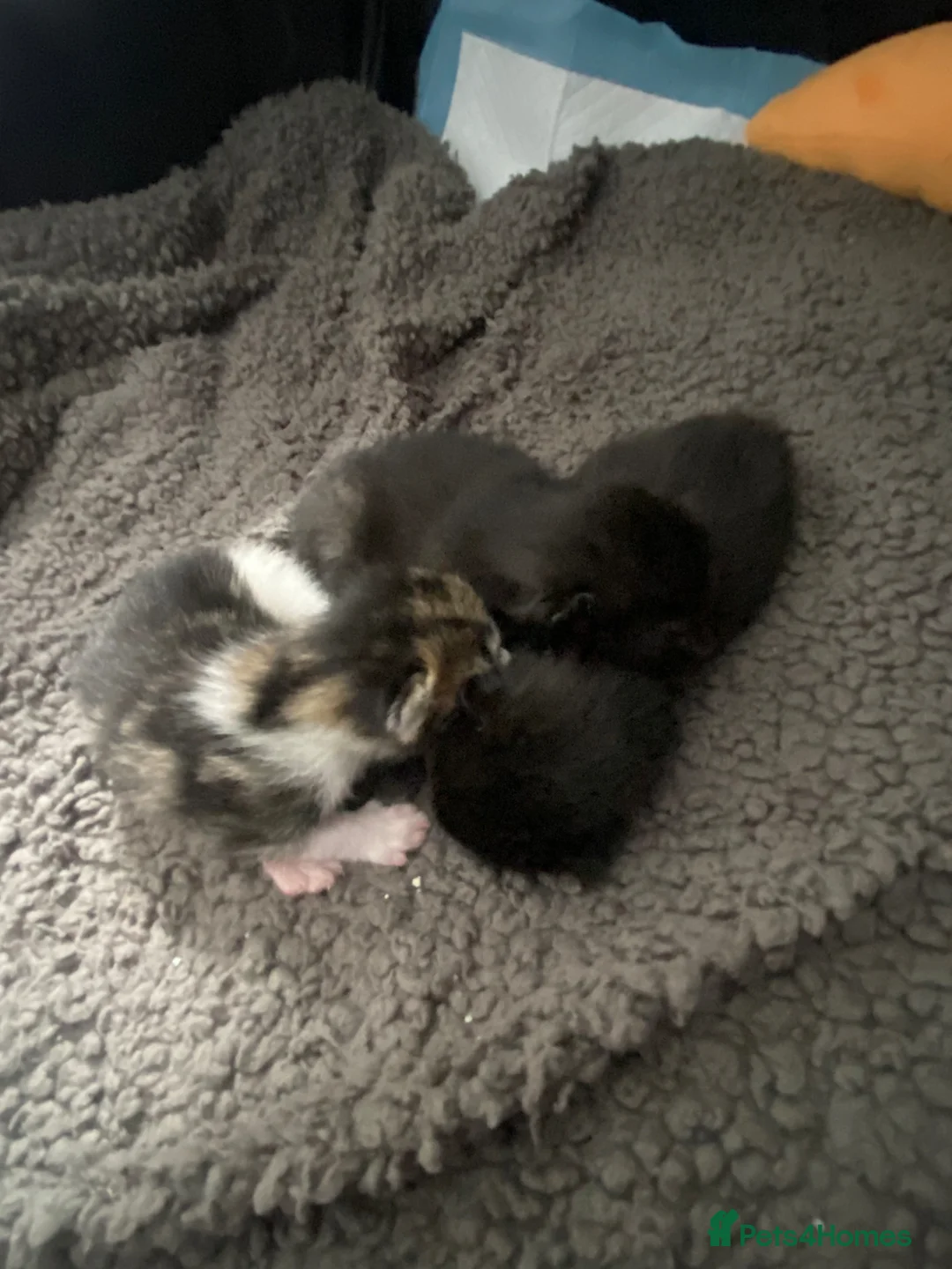 Mixed Breed cats for sale: 3 Kittens in Glasgow - Advert 1