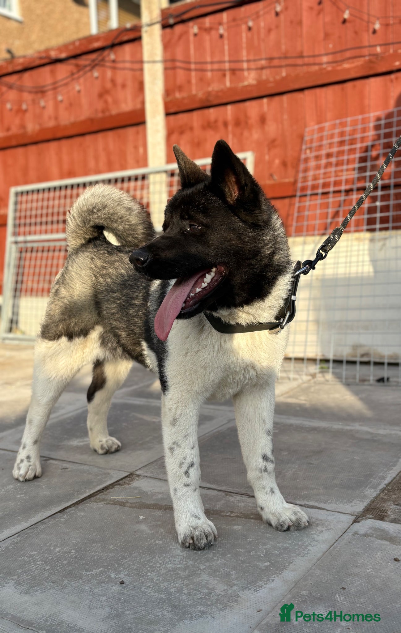 Akita dogs KC Registered American Akita Puppy - Advert 7