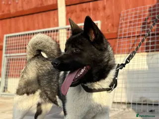 Akita dogs KC Registered American Akita Puppy - Advert 17