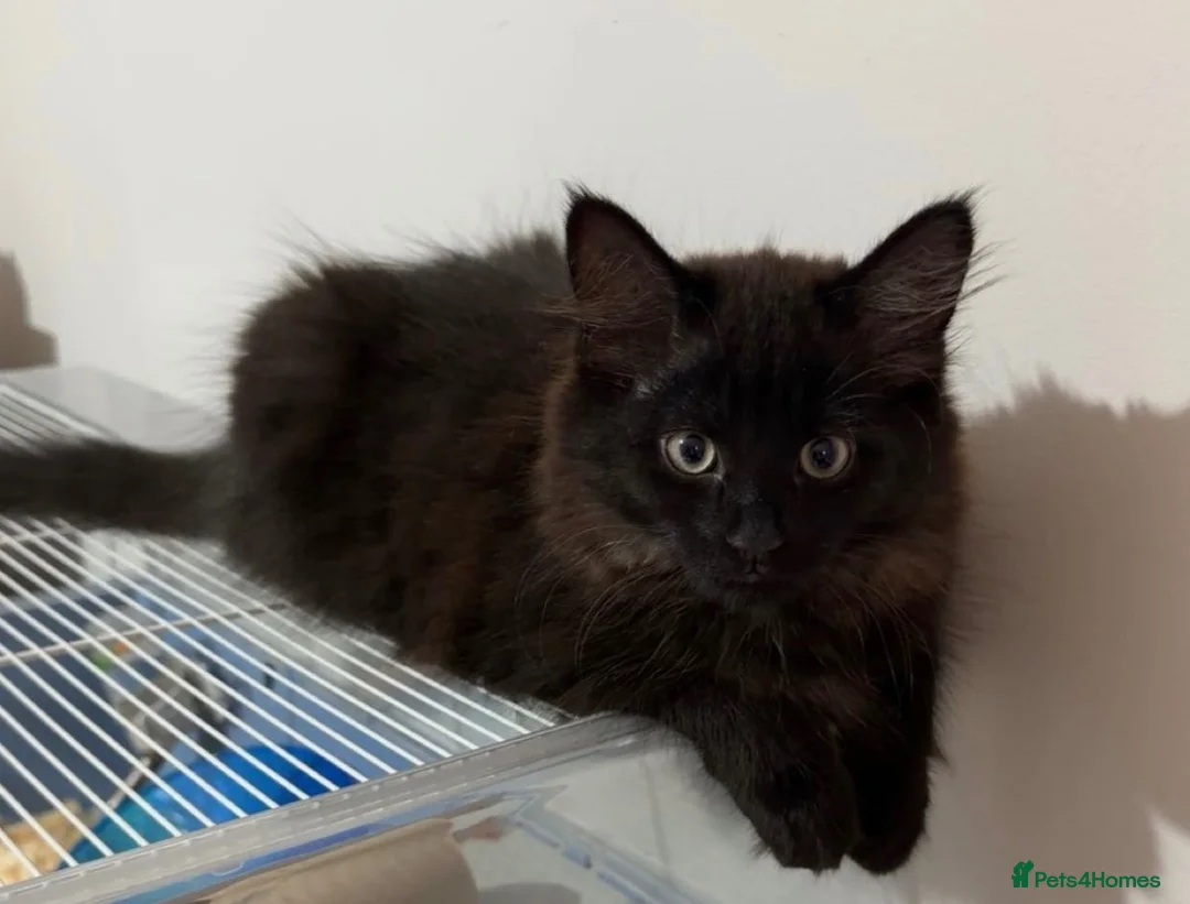 Mixed Breed cats for sale: Black female kitten for sale   in Chesham - Advert 2