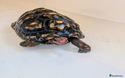 Tortoise reptiles for sale: Female cherry head red foot tortoise - Image 13