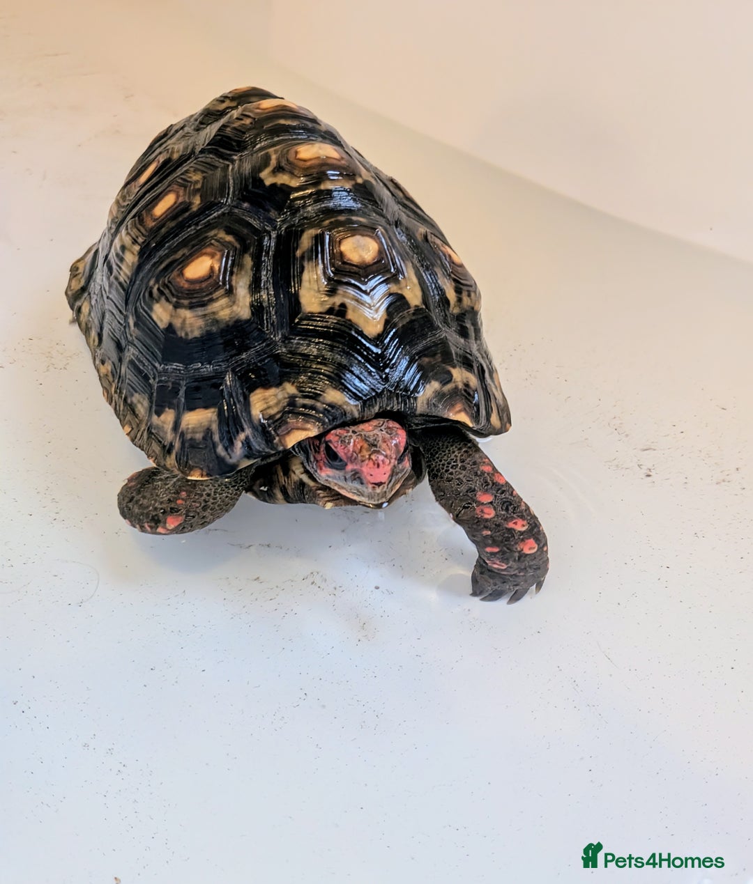 Tortoise reptiles for sale: Female cherry head red foot tortoise - Image 13