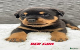 Rottweiler dogs for sale: KC Rottweiler puppies ready 16/11/25 - Image 20