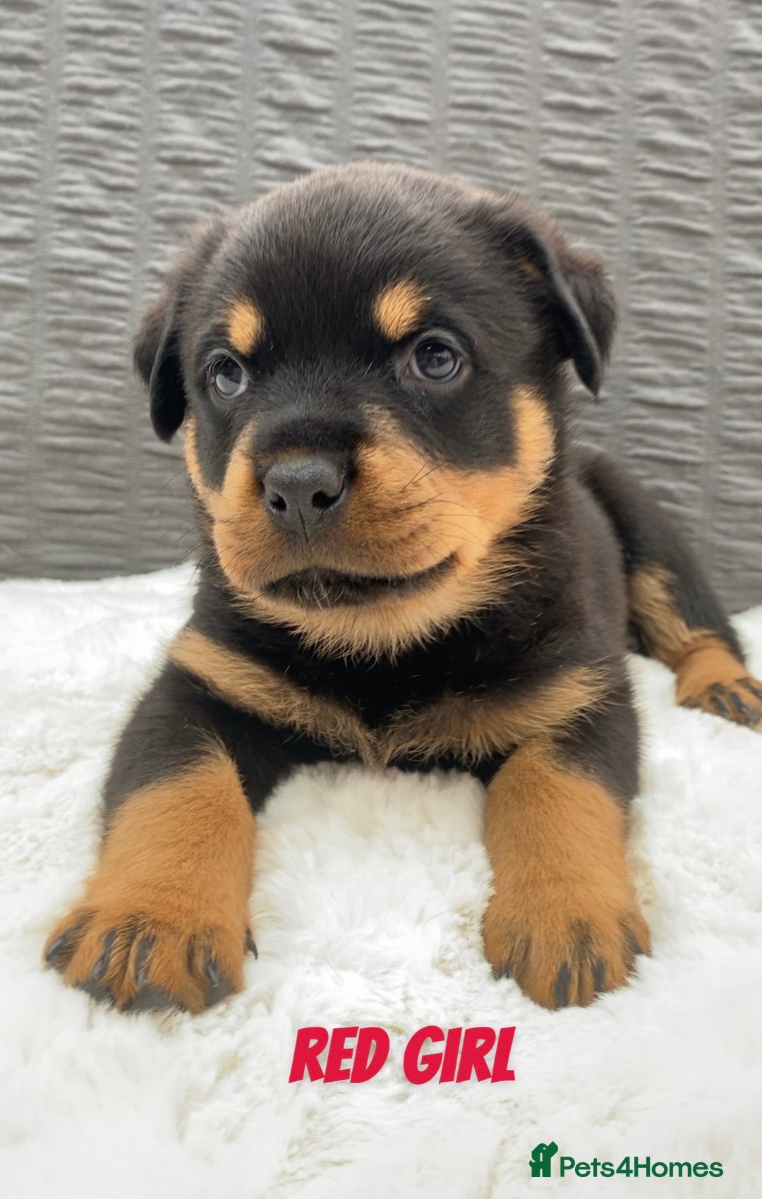Rottweiler dogs for sale: KC Rottweiler puppies ready 16/11/25 - Image 20