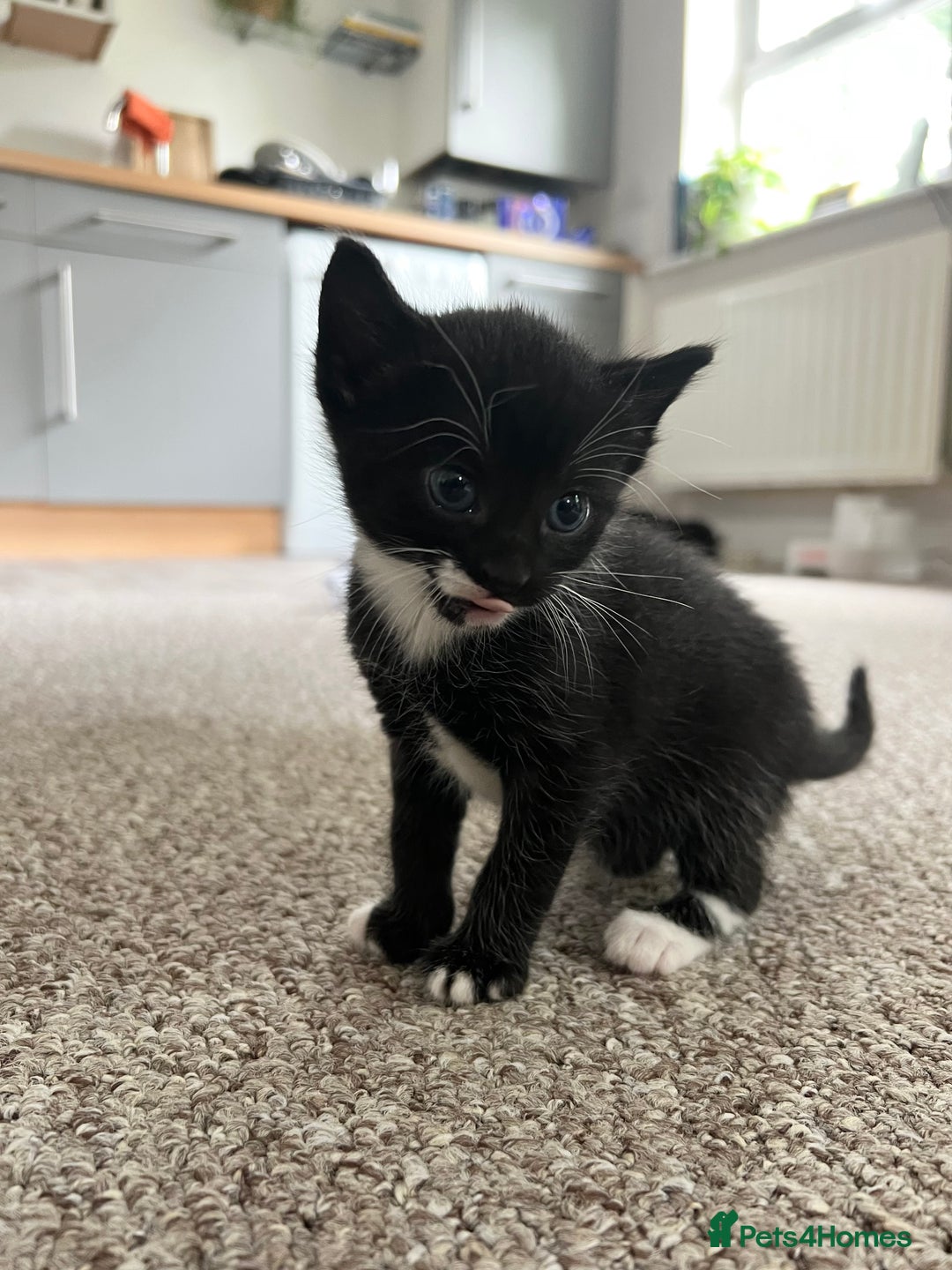 Domestic Shorthair cats for sale: Meet the Bean Salad – Our Little Litter! - Image 5