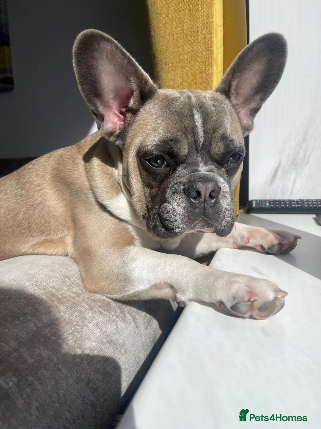 French Bulldog dogs for stud: FRENCH BULLDOG STUD in Stoke-on-Trent - Advert 9